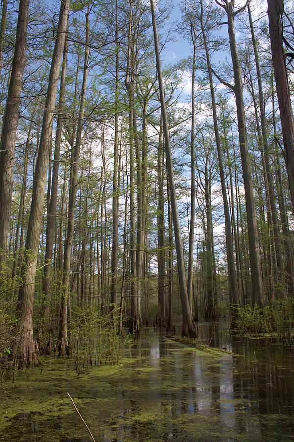 Cypress Pond Photograph by Dylan Punke Cypress Pond Photograph by Dylan Punke