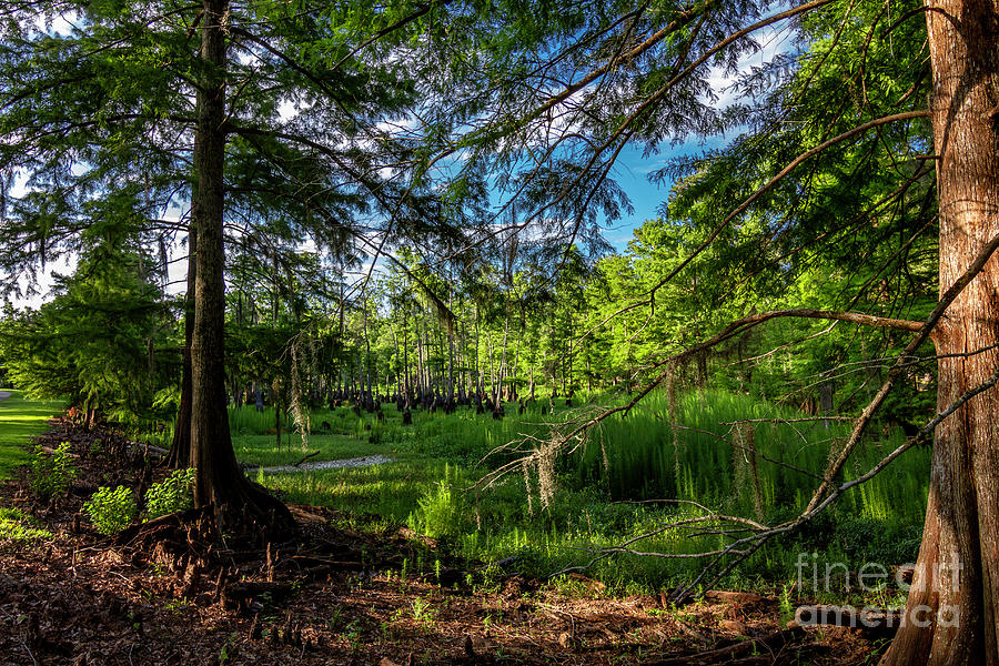 Cypress Pond one Photograph by Ken Frischkorn