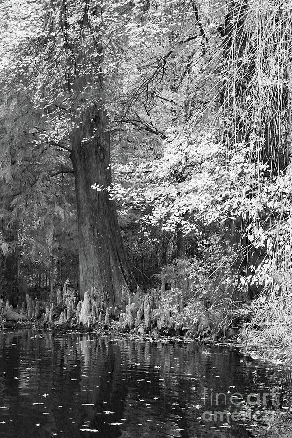 Cypress Pond Reflections II bw Photograph by Mary Haber
