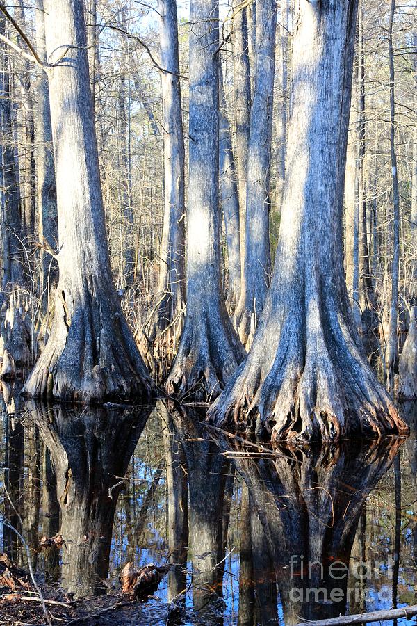 Tree Photograph - Cypress Reflection by Carol Groenen