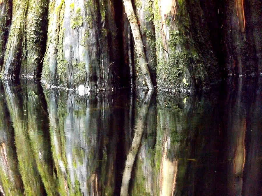 Cypress Reflection Photograph by Julie Pappas