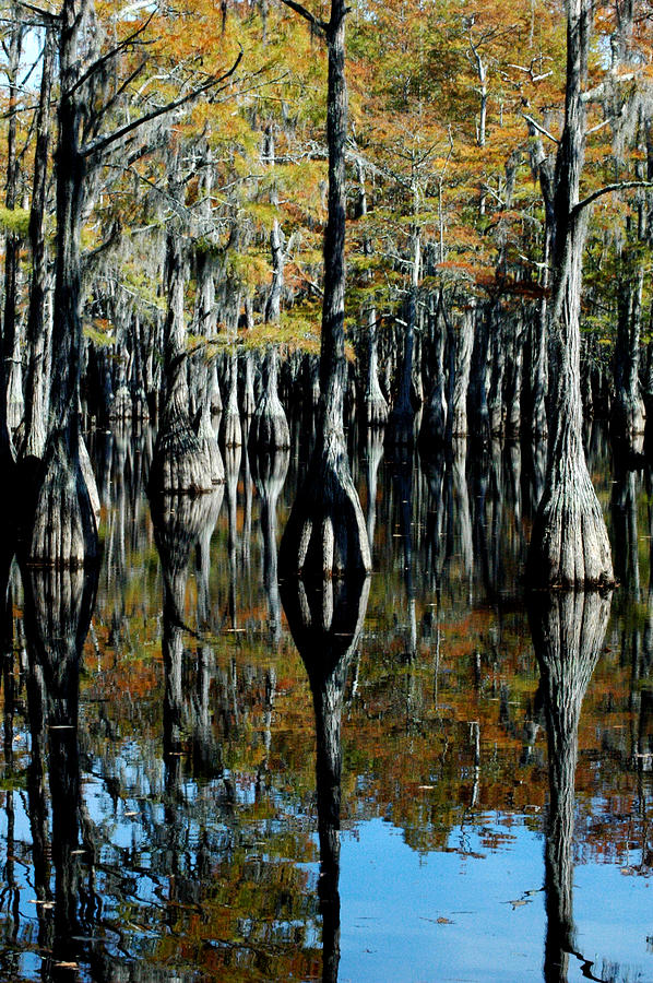 Cypress Reflections 2 Photograph by David Weeks