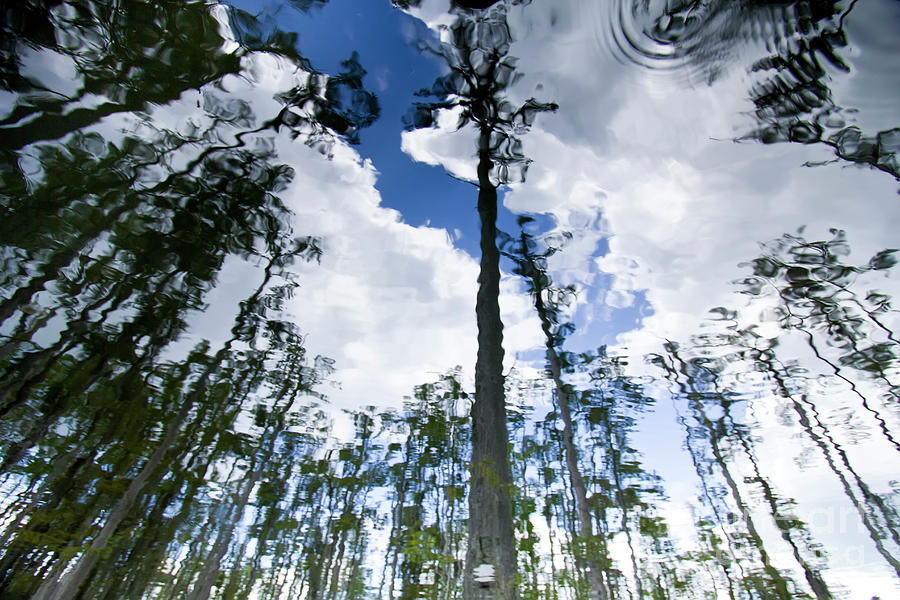 Cypress Trees Photograph - Cypress Reflections by Dustin K Ryan