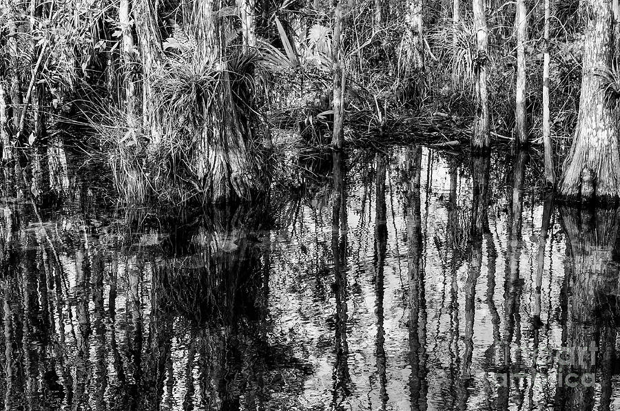 Cypress Reflections in Black and White Photograph by Bob Phillips