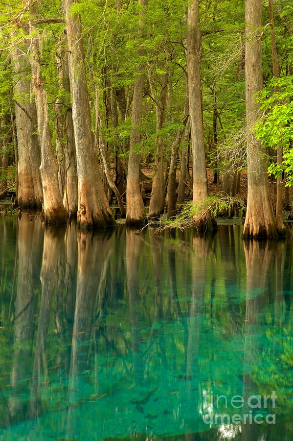 Manatee Spring Photograph - Cypress Reflections In Blue by Adam Jewell