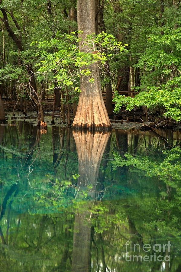 Cypress Reflections In Manatee Spring Waters Photograph by Adam Jewell