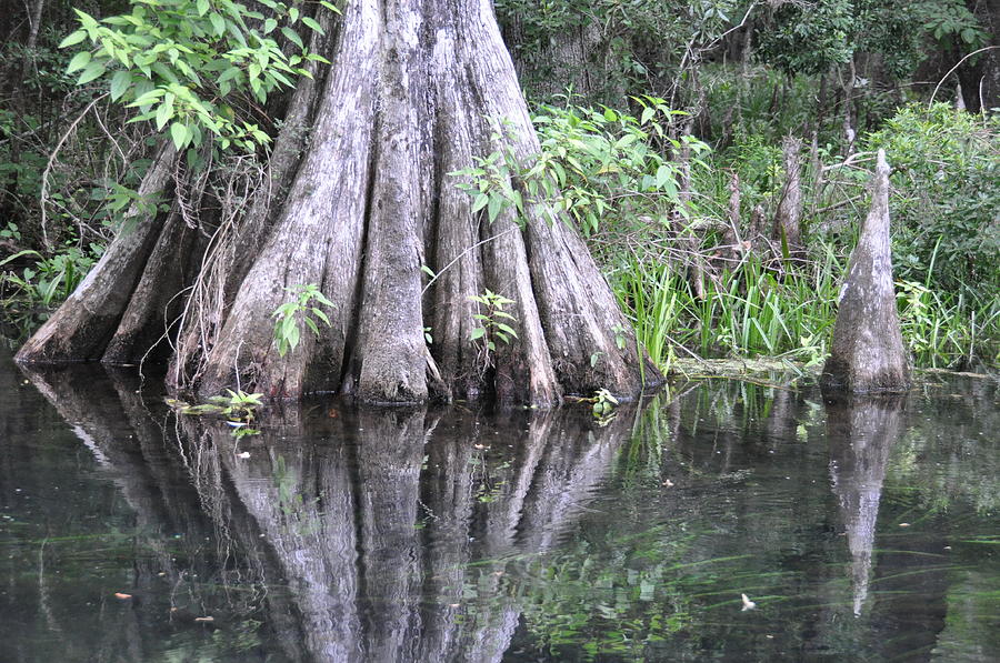 Cypress Reflections Photograph by Jan Amiss Photography