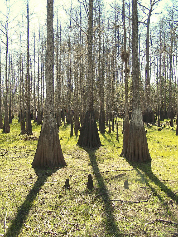 Cypress Sentinals Photograph by Peggy Urban