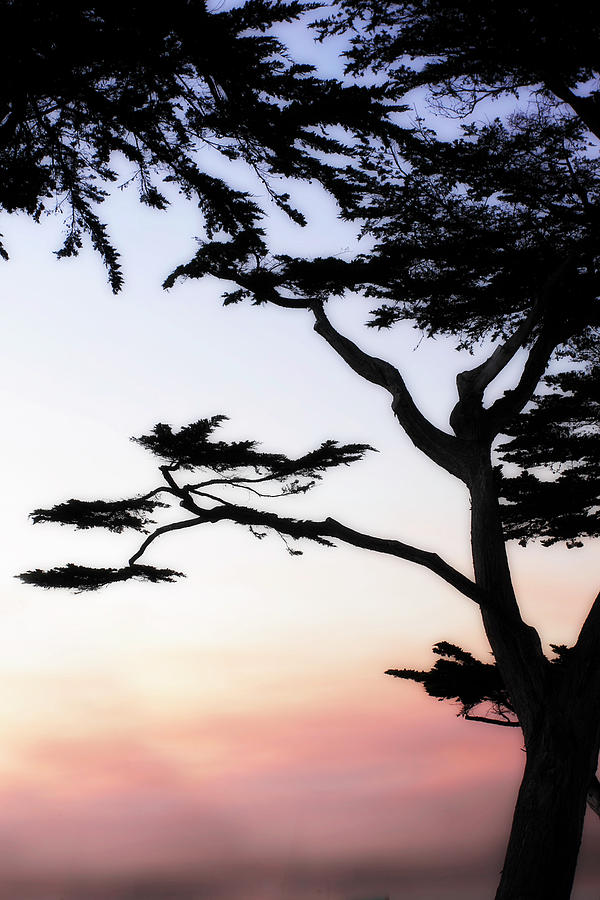 Cypress Silhouette 3 Photograph by Alan Hausenflock