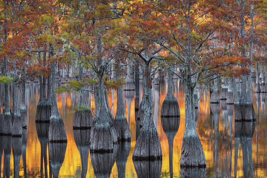 Fall Photograph - Cypress Spectrum by Chris Moore