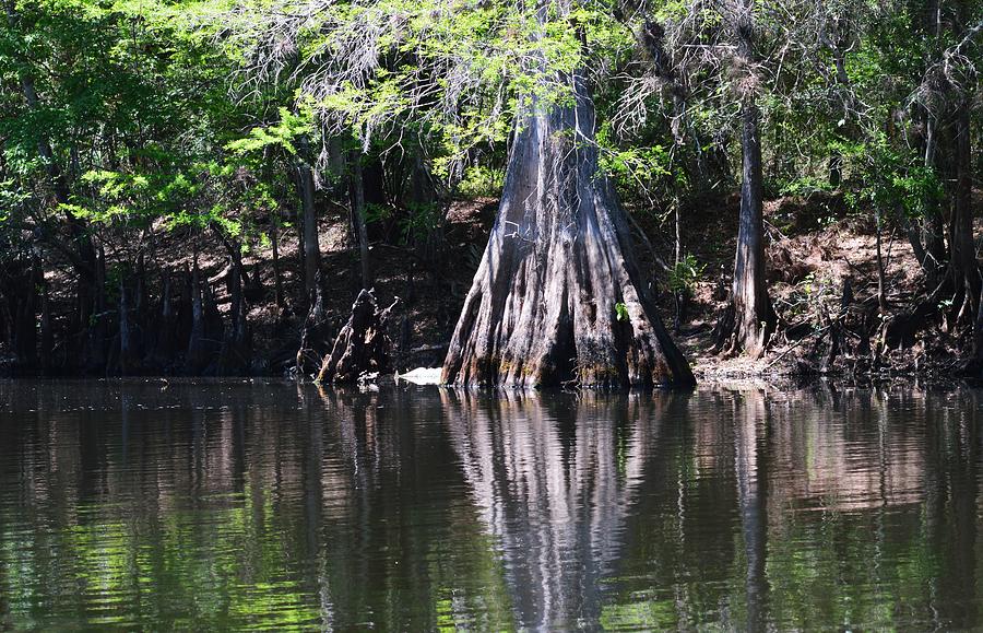 Cypress Spring Photograph by Warren Thompson