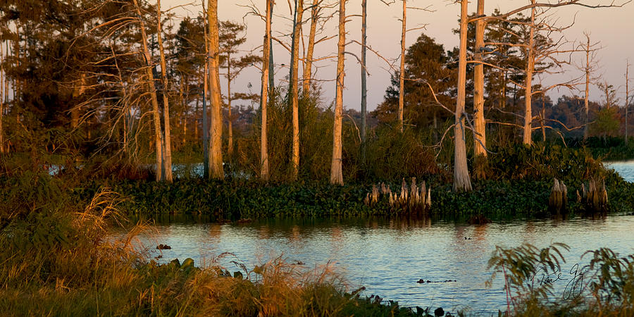 Cypress Stand at Sunset Venice Louisiana Photograph by Paul Gaj