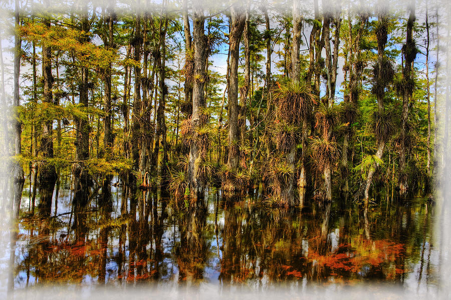 Cypress Strand Everglades Photograph by Jim Dohms | Fine Art America