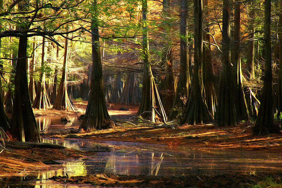 Cypress Stream Photograph by Lana Trussell