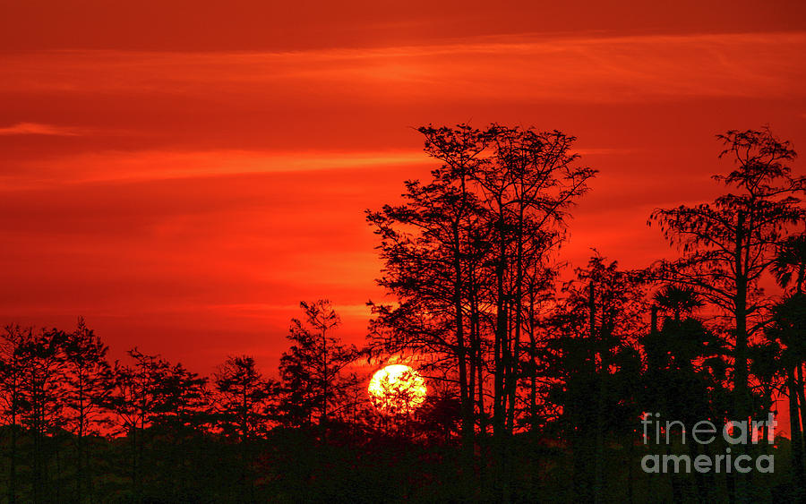 Nature Photograph - Cypress Sunrise #1 by Tom Claud