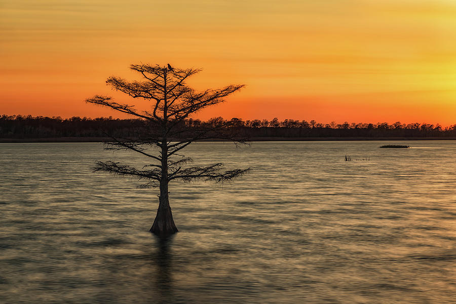 Cypress Sunset Photograph by C  Renee Martin
