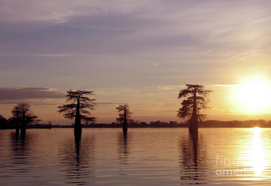 Cypress Sunset Photograph by Sheila Ping