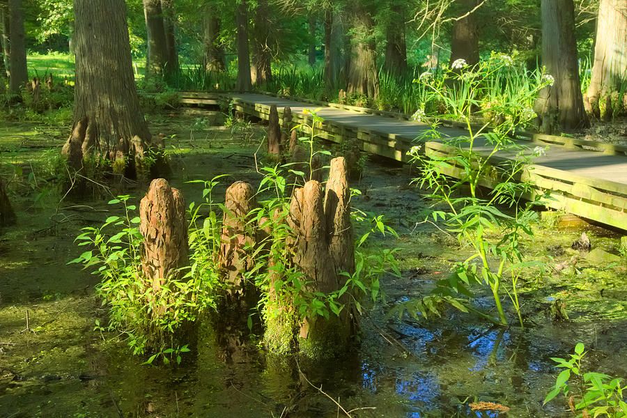 Cypress Swamp 2 Photograph by Amanda Jones
