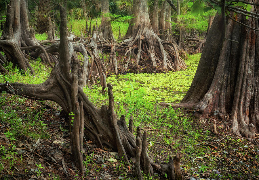 Creek Photograph - Cypress Swamp - 3 by Alex Mironyuk