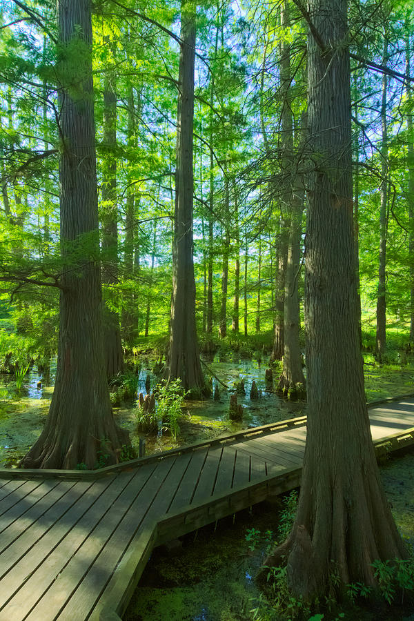 Cypress Swamp Photograph by Amanda Jones