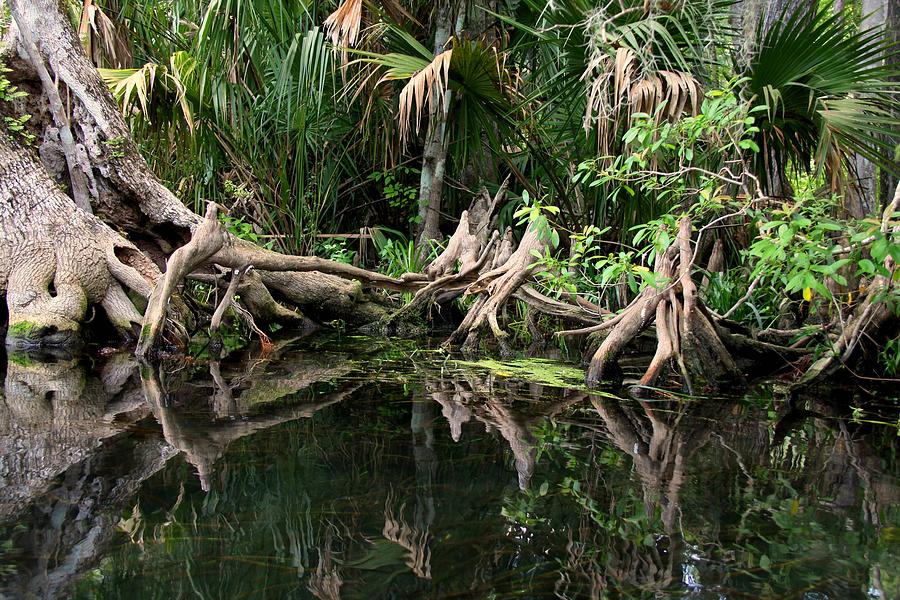 Cypress Swamp  Photograph by Barbara Bowen