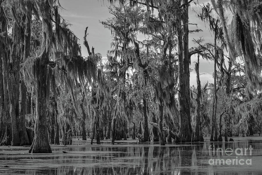 Cypress swamp Photograph by Barry Bohn