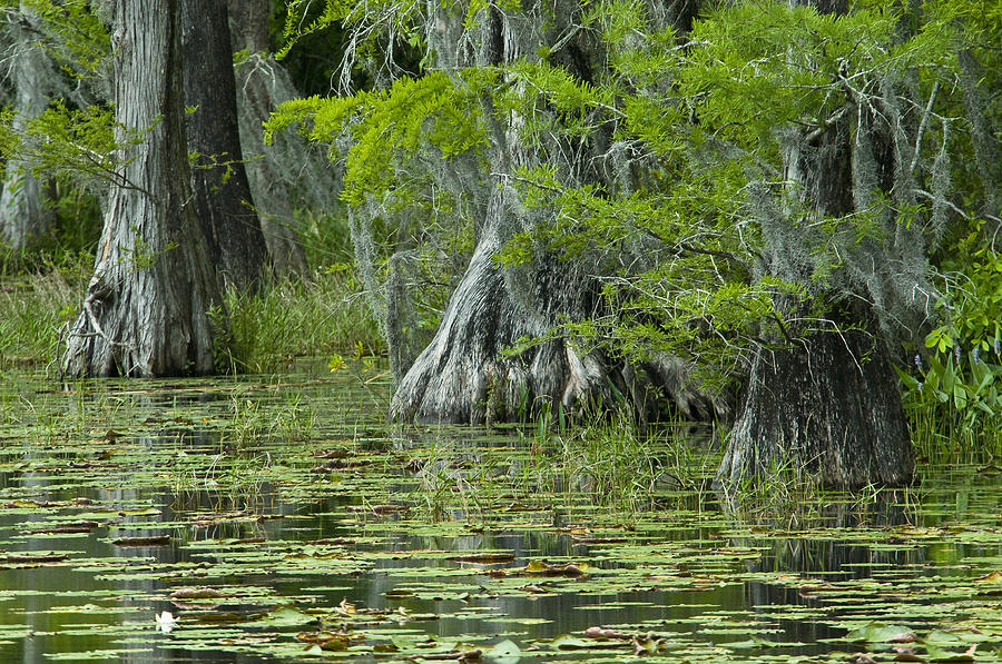 Cypress Swamp Photograph by Brian Green