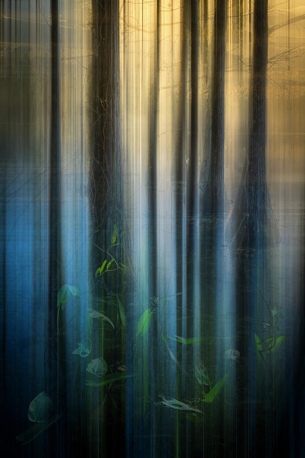 Cypress Swamp Dreamscape Photograph by Debra and Dave Vanderlaan