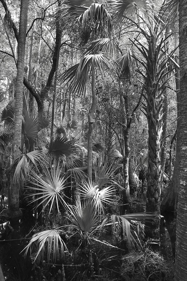 Cypress Swamp Florida Photograph by Joseph G Holland