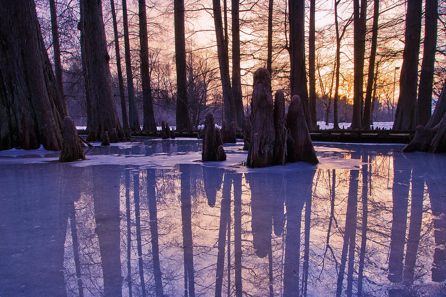 Cypress Swamp in Winter Thaw Photograph by Victoria Winningham - Fine ...