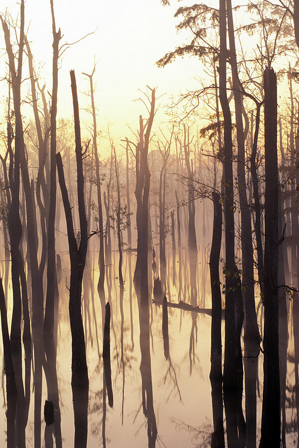 Tree Photograph - Cypress Swamp by James C Richardson