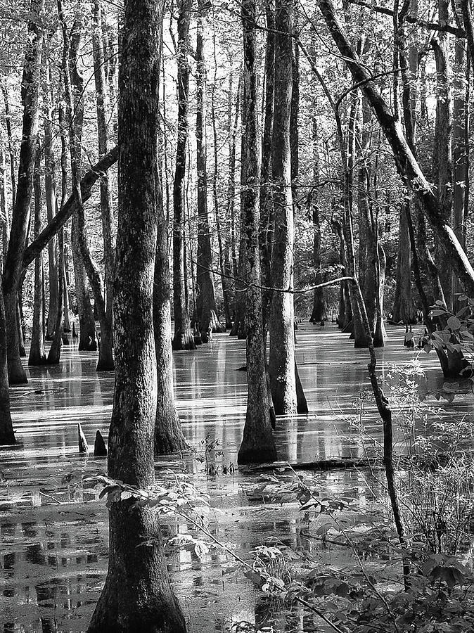 Cypress Swamp Photograph by Jo Frances White - Pixels