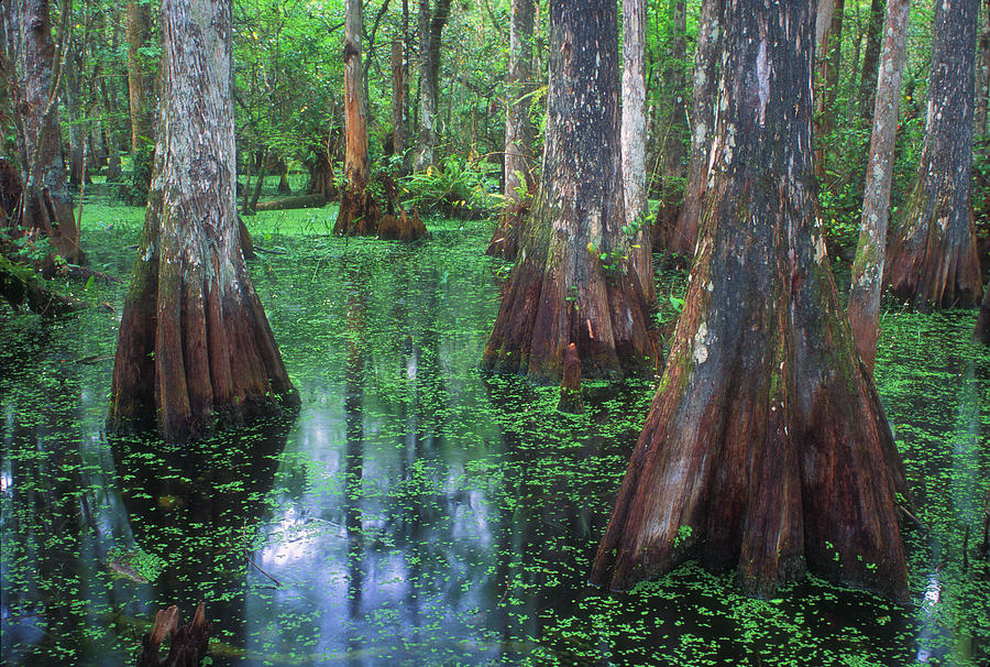 Cypress Swamp  Photograph by John Burk