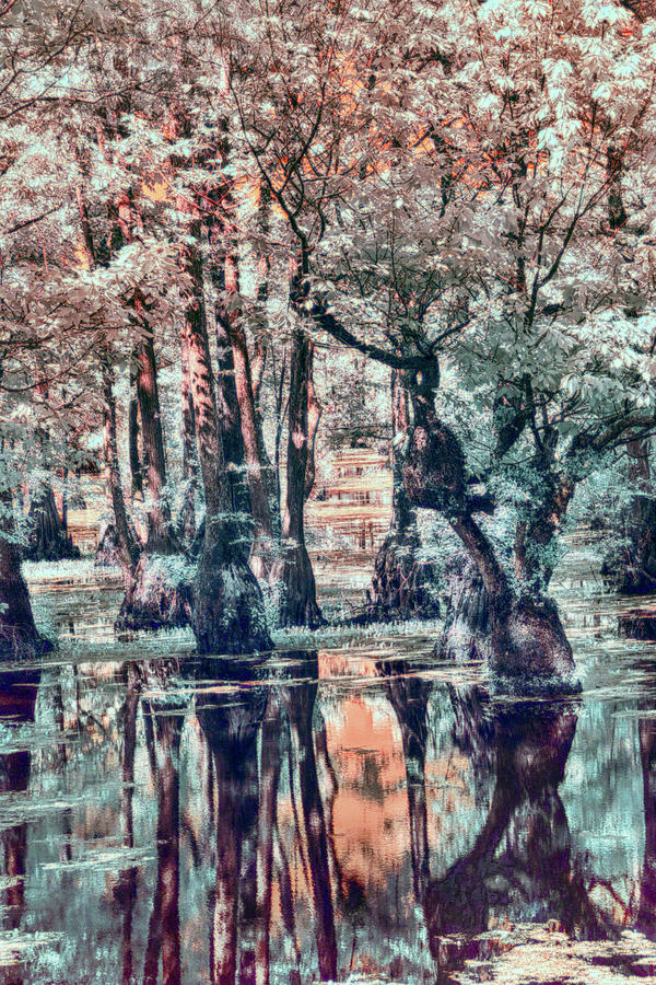 Cypress Swamp Land Photograph by Dan Carmichael