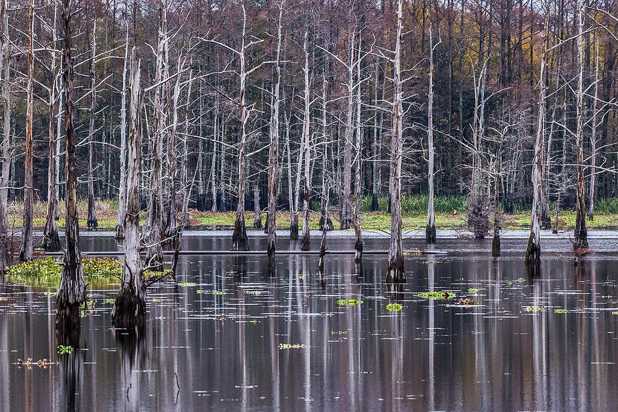 Cypress Swamp Photograph by Paul Freidlund