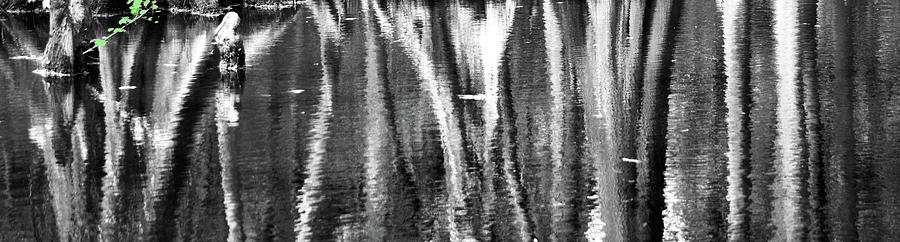 Cypress Swamp Reflection in Black and White Photograph by Nadalyn Larsen