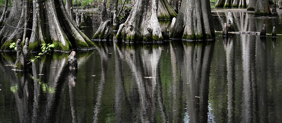 Cypress Swamp Reflection Photograph by Nadalyn Larsen