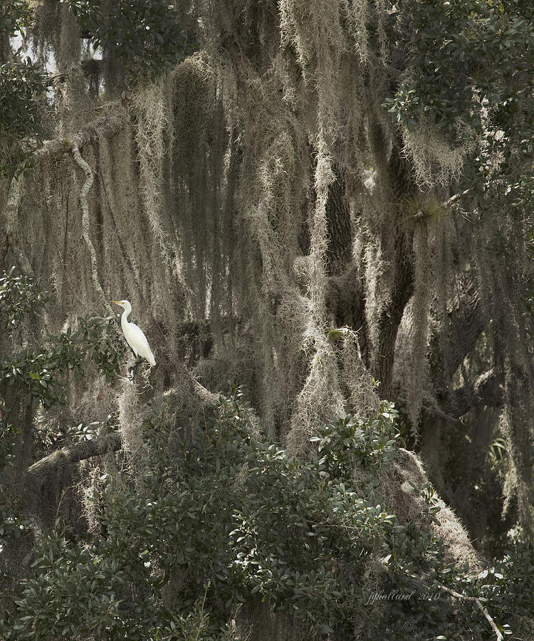 Cypress Swamp Spanish Moss Photograph by Joseph G Holland