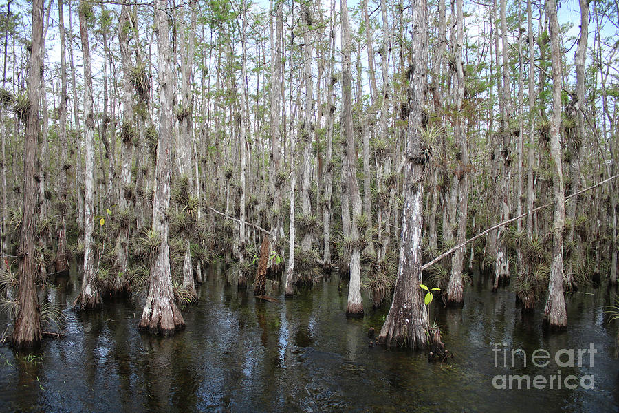 Cypress Swamp with Epiphytes Photograph by Carol Groenen