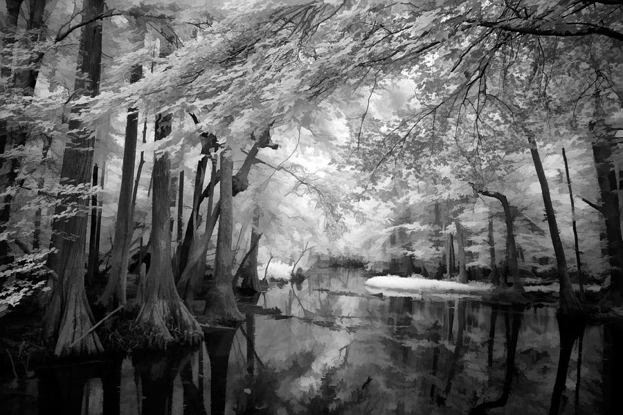 Cypress Swampland Photograph by Dan Carmichael