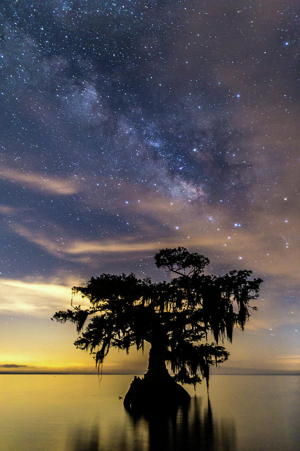 Cypress Tree at Night Photograph by Stefan Mazzola