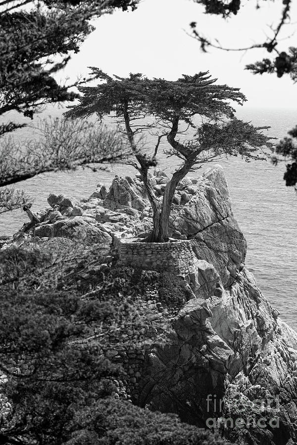 Cypress Tree Black White  Photograph by Chuck Kuhn