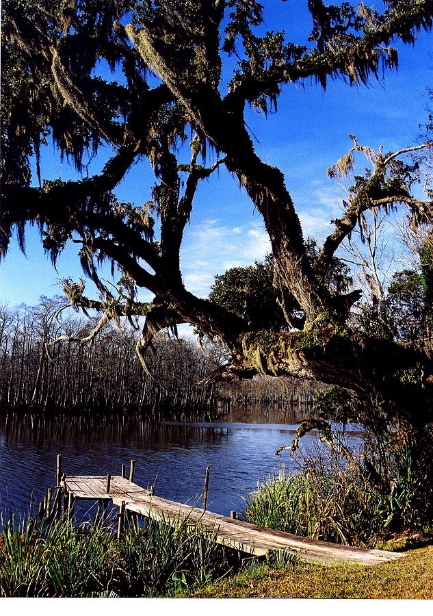 Cypress Tree Dock Photograph by Angie Covey