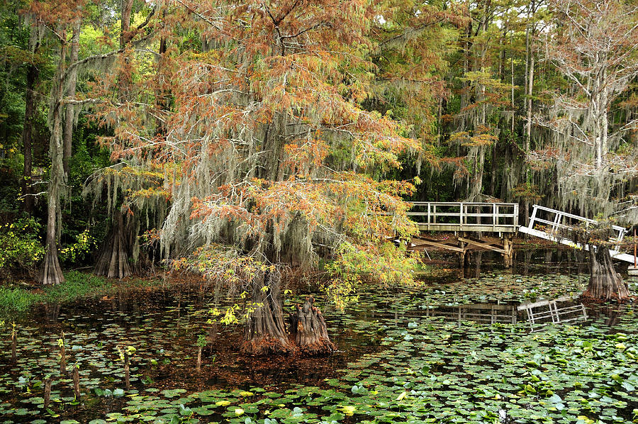 Cypress Tree near the Bridge Photograph by Iris Greenwell