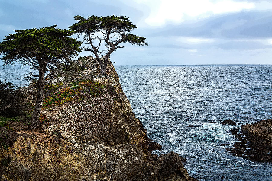 Cypress Tree on the Point Photograph by Rick Strobaugh