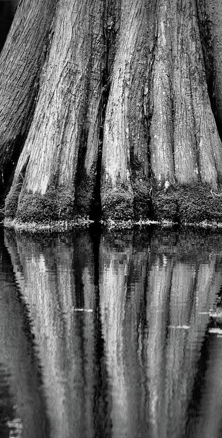 Big Cypress Reflection Photograph by Nadalyn Larsen