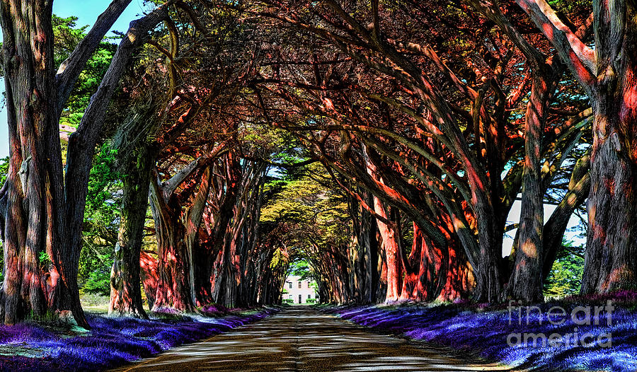 Cypress Tree Tunnel Digital Art by Jason Abando