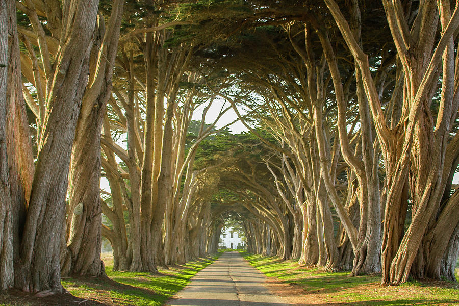 Cypress Tree Tunnel Photograph by Susan Wright