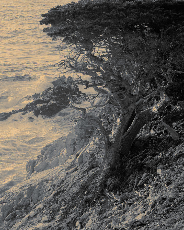 Cypress Tree, Wild Ocean View, Point Lobos State Park, Carmel California, Sepia Toned Photograph by Kathy Anselmo