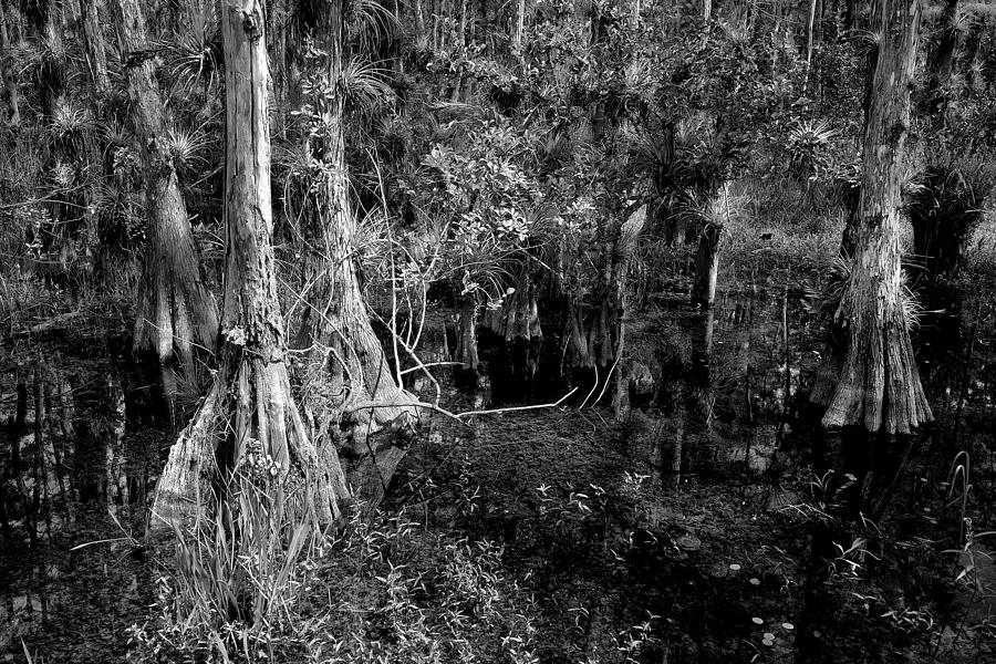 Cypress Trees 4021BW Photograph by Rudy Umans